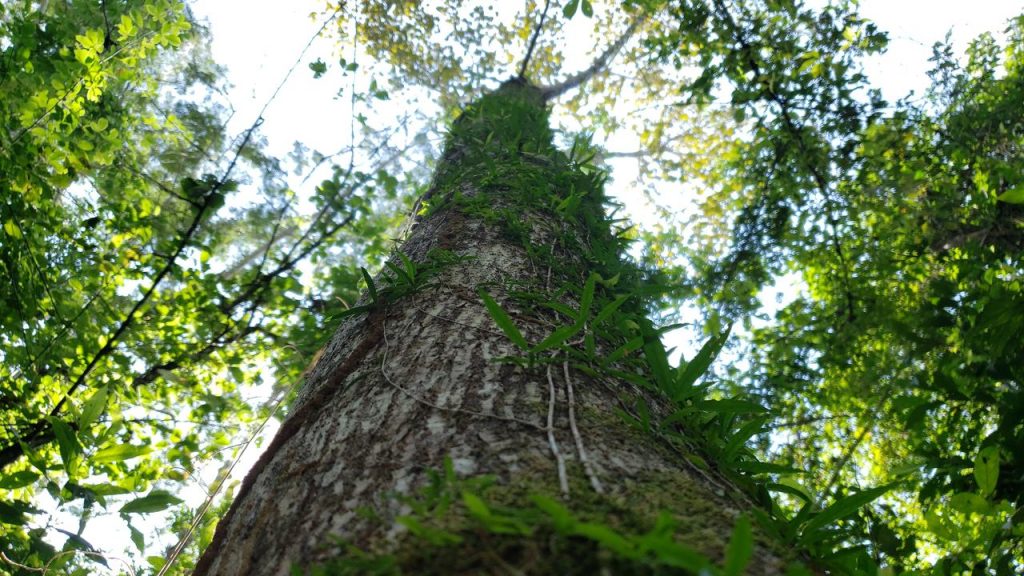 WWF e HP aceleram a restauração florestal no Brasil, Peru e Austrália