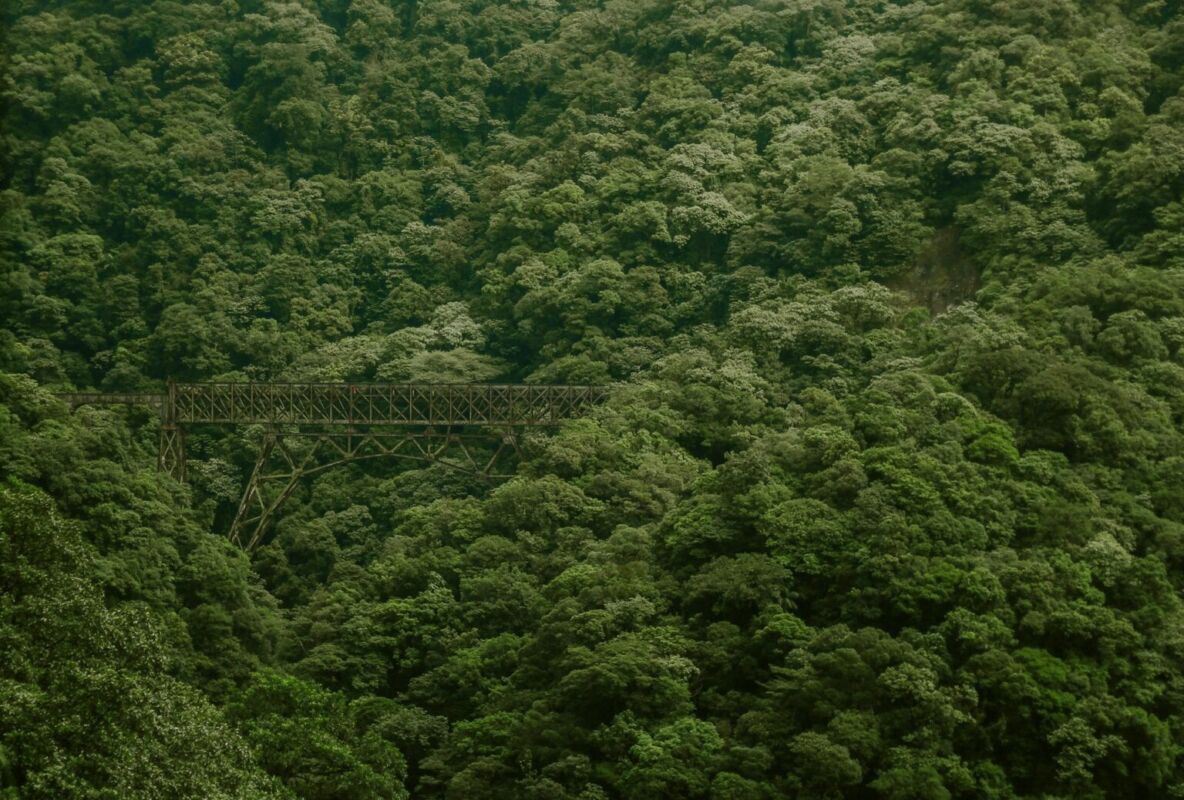 Floresta de Dados: projeto usa informática para mapear a flora brasileira